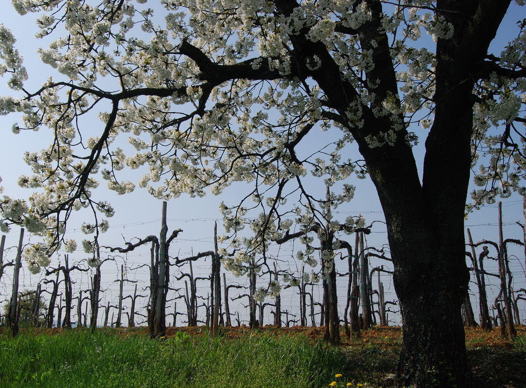 Agriturismo Domus Rustica Cormons Luaran gambar